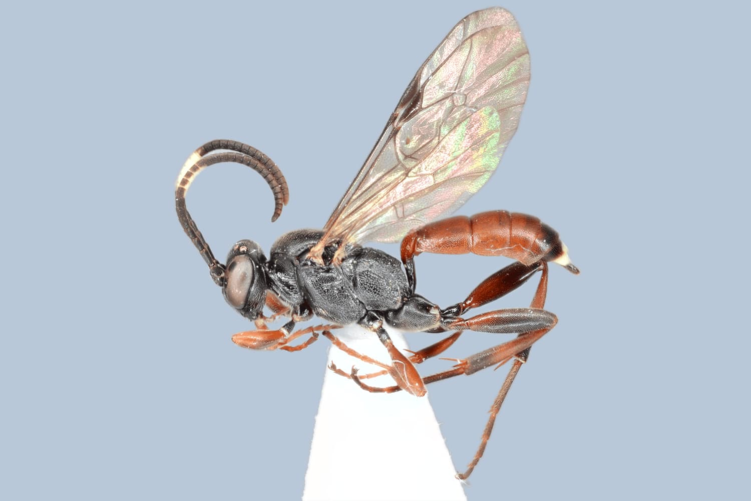 Default image